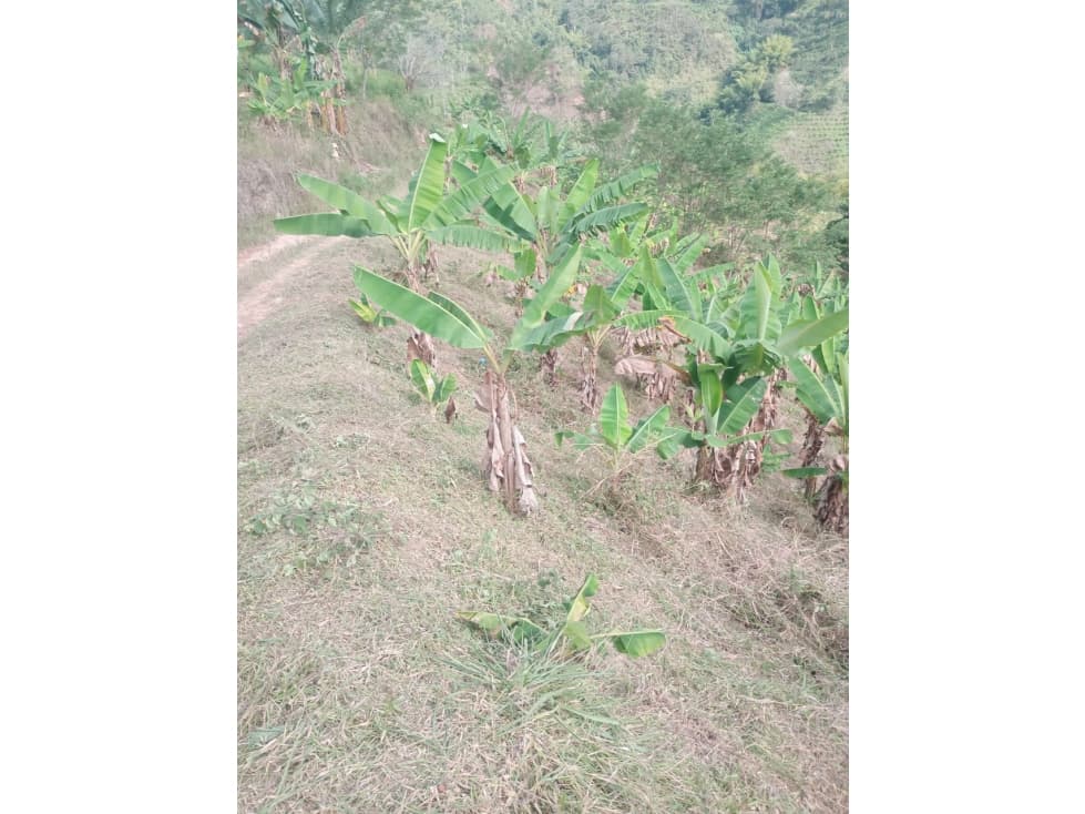 Se Vende Finca En la Celia - Risaralda - 1