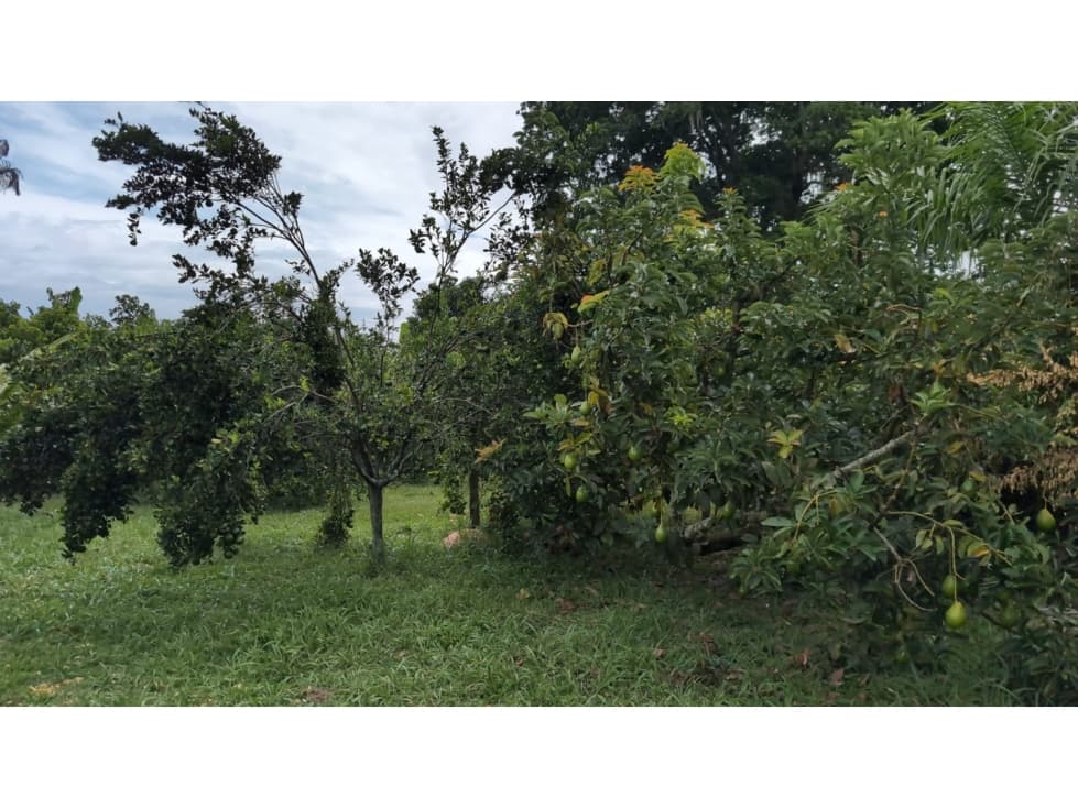 Se Vende Lote En Andalucia - Valle Del Cauca - 1