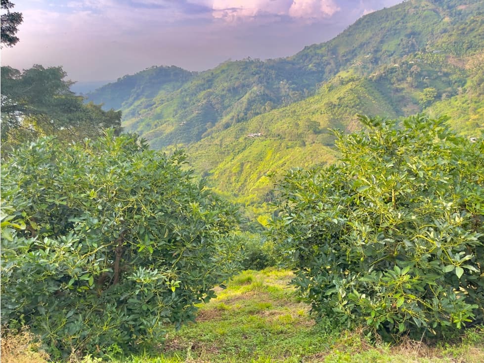 Se Vende Finca Aguacatera 22 Cuadras Pijao - 1