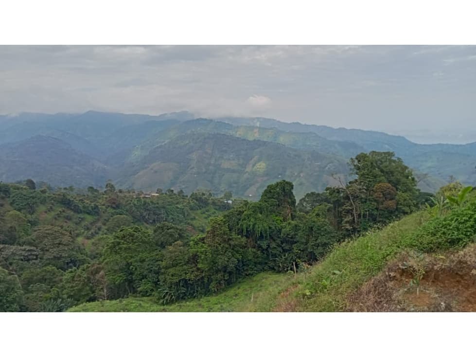 Se Vende Finca De Aguacate Hass Tecnificada En Genova Quindío - 1