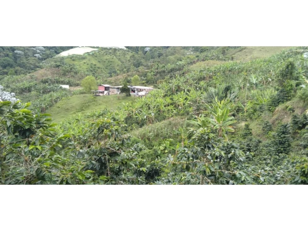 Se Vende Finca Cafetera Tecnificada En Genova, Quindío - 1