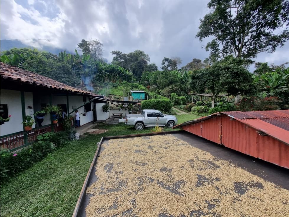 SE VENDE FINCA PRODUCTORA DE CAFE EN EL NORTE DE CALARCA - 1