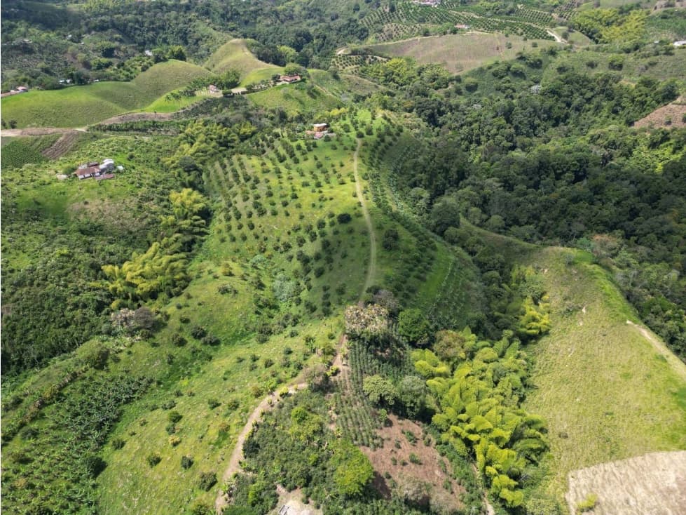 Finca en Venta en Quimbaya - 1