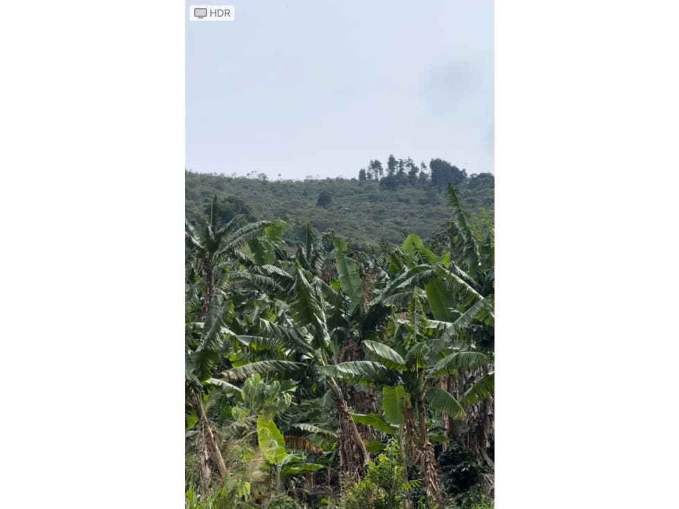 VENTA FINCA CASTILLA PÁCORA 32 HECTÁREAS | FINCA PRODUCTIVA EN VENTA - 1