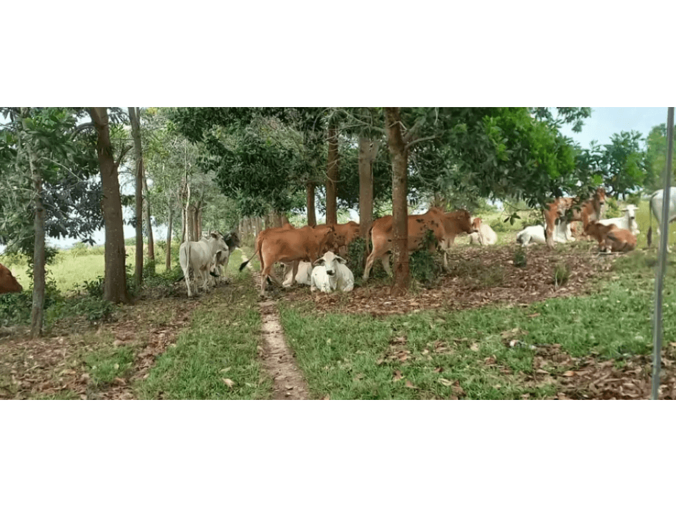 VENDO FINCA EN PUERTO LOPEZ - META - 1