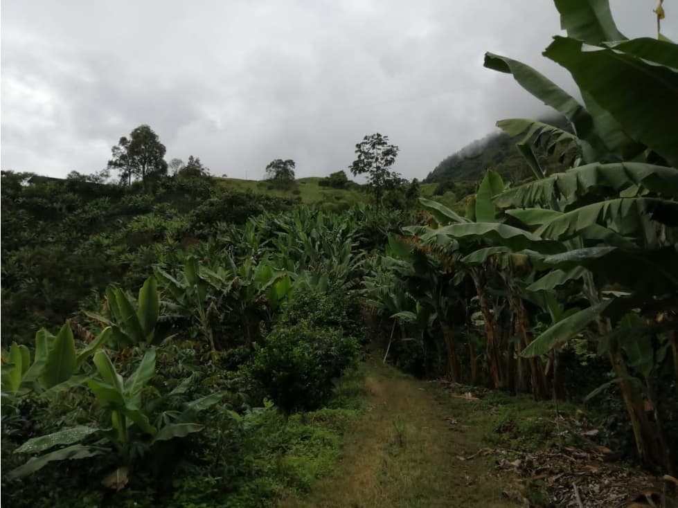 Venta finca Pijao quindio - 1
