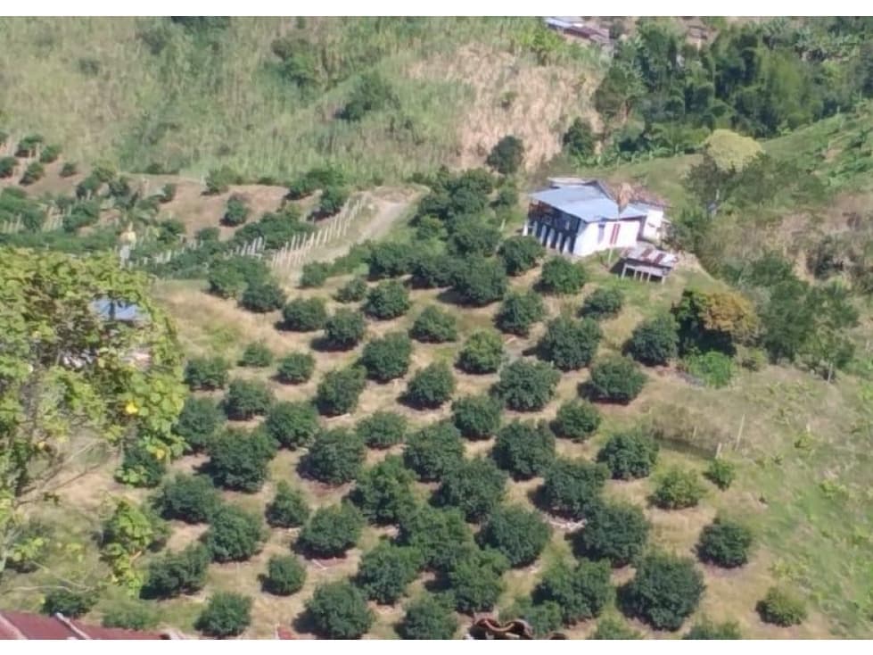 Finca en venta - Neira - Caldas - 1