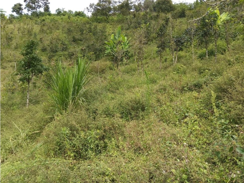 Lote en arriendo - sector El Aguila - Manizales - 1