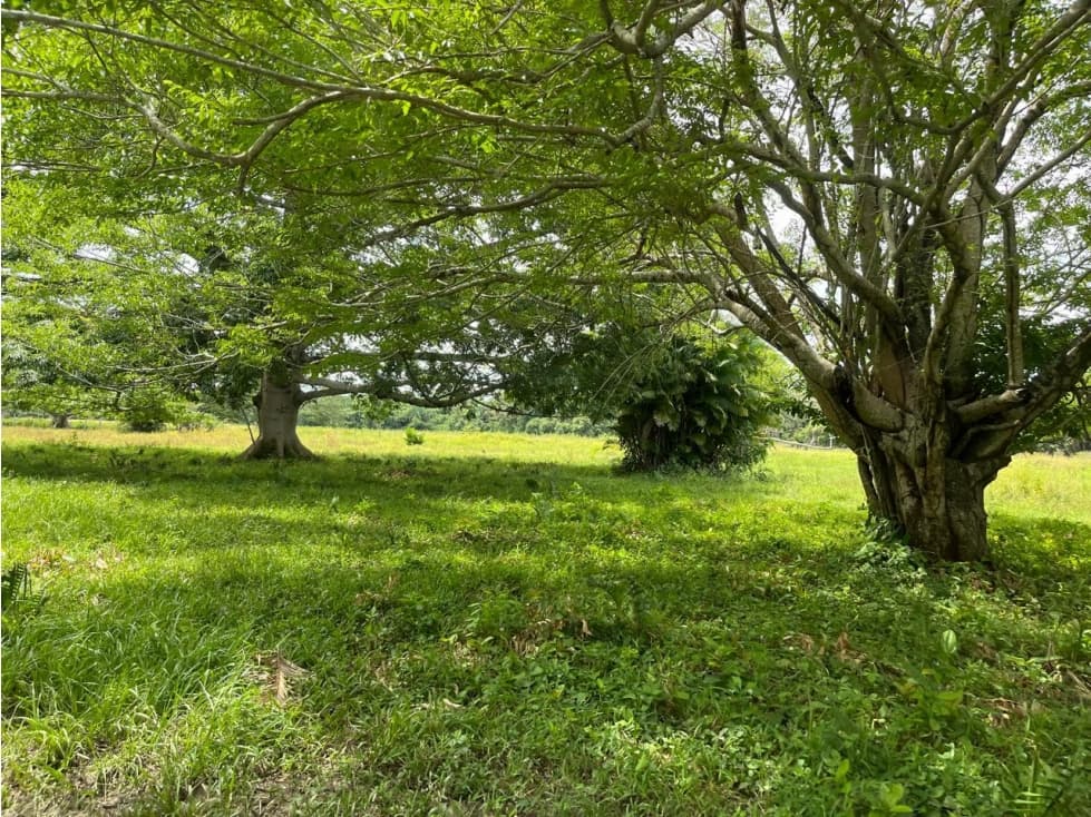 Venta Finca Lérida (Tolima) 172.14 Hectáreas a $16 mm Ha - 1