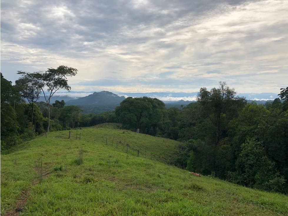 Venta Finca Productiva Mariquita 14 HA - 1