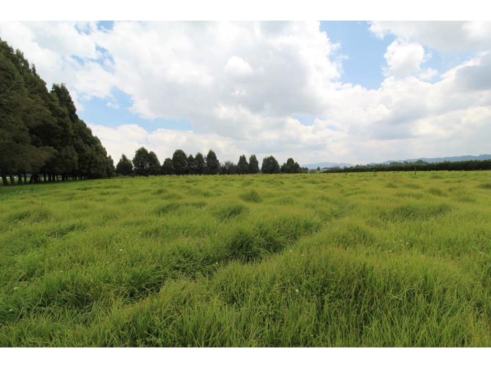 Lote Facatativá: 19 fanegadas - 1