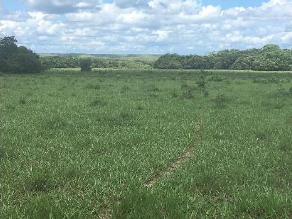 Finca Puerto López: 2483.7 hectáreas - 1