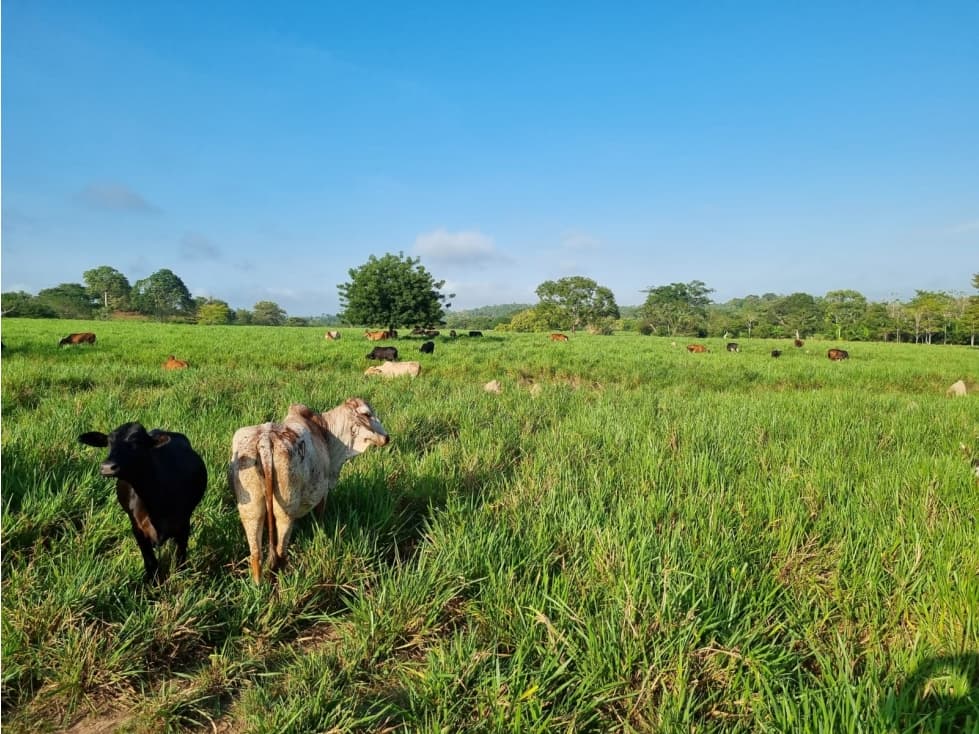 FINCA EN VENTA EN CIENAGA DE ORO - CORDOBA - 1