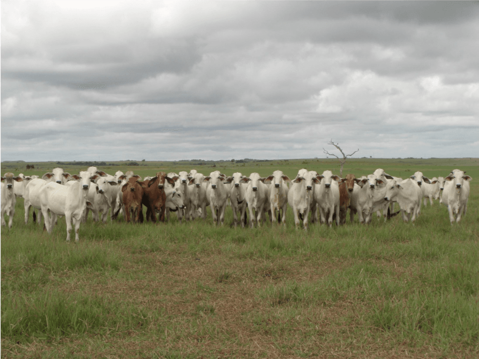 Venta Finca espectacular, Puerto Gaitan - 1