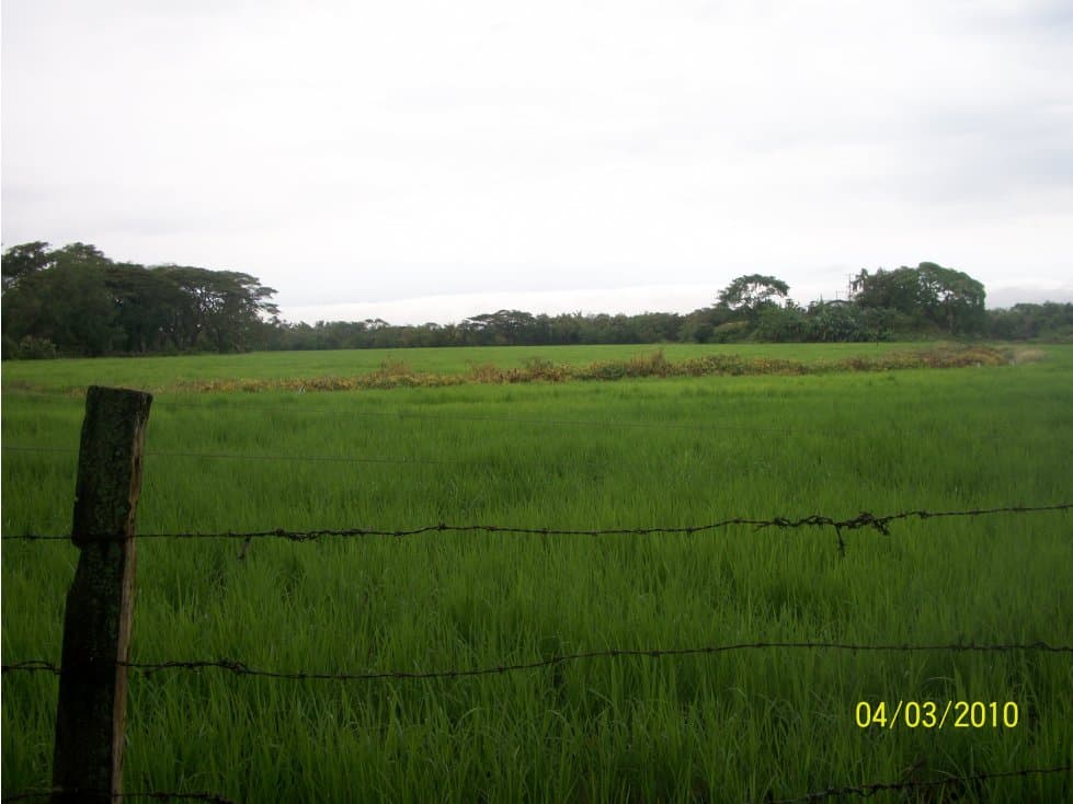 Oportunidad Venta Finca, Guamo - 1