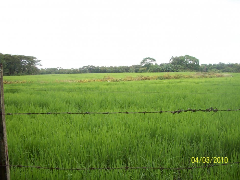 Oportunidad Venta Finca, Guamo - 1