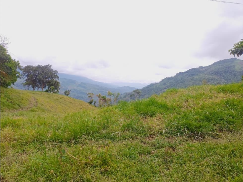 SE VENDE FINCA DE CACAO EN LANDAZURI SANTANDER. - 1