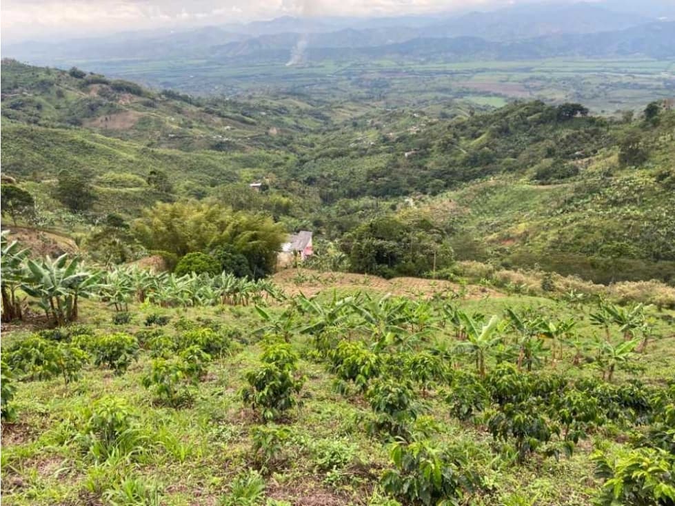 Finca Cafetera En Venta Belalcazar Caldas - 1