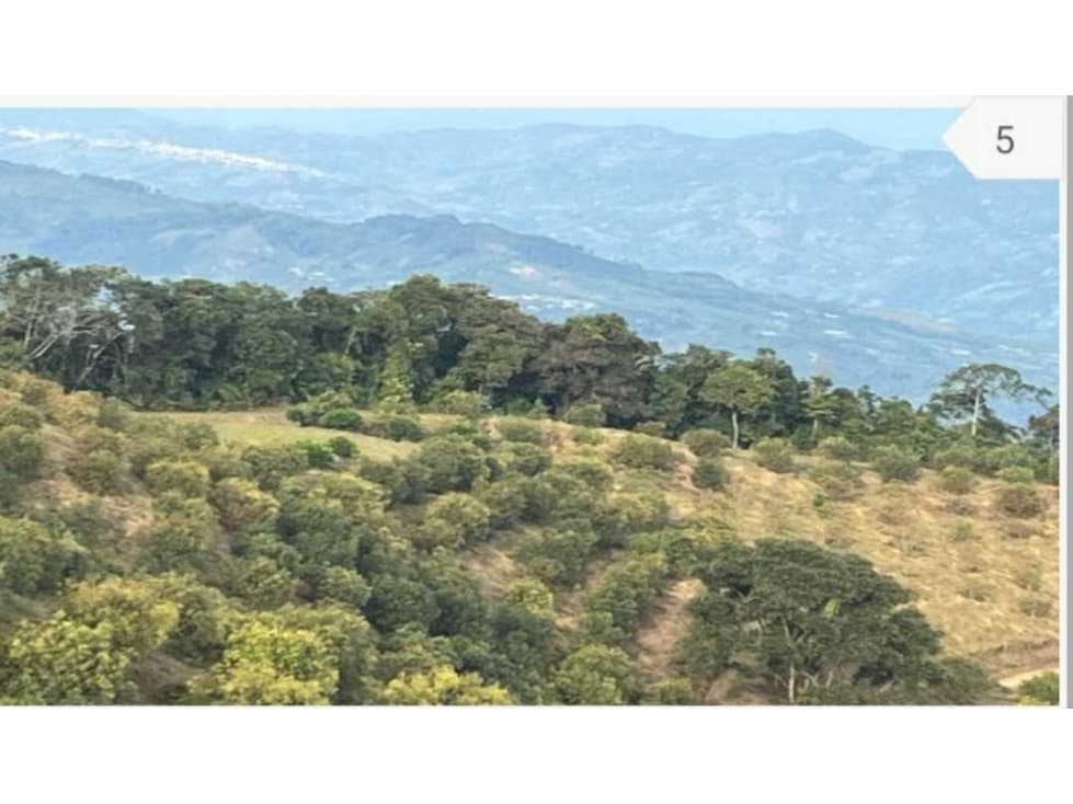 FINCA DE 28 CUADRAS CON CULTIVO DE 3.000 ARBOLES DE AGUACATE HASS - 1