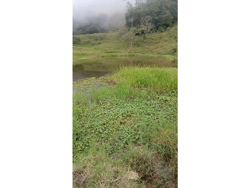 FINCA DE SUEÑO EN GUADUAS 43 HECTÁREAS TOTALMENTE APROVECHABLES - 1