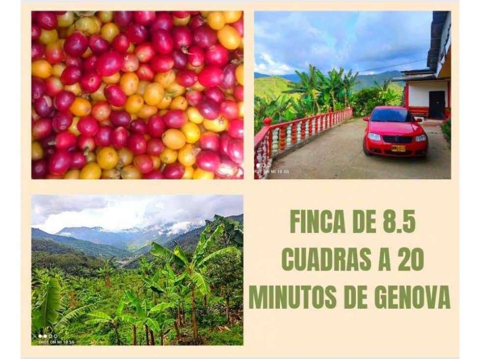 FINCA EN GENOVA DE 8.5 CUADRAS 4857 - 1