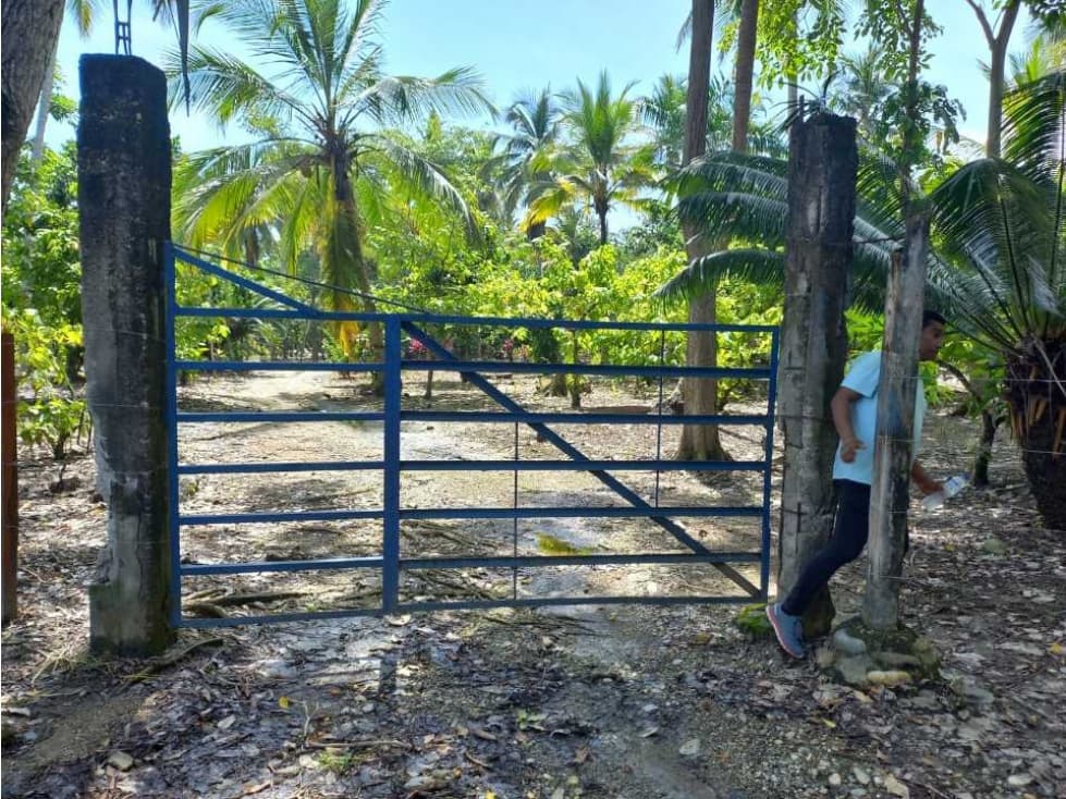 Finca productiva de 14.500m2 cerca a la troncal y el mar, guachaca - 1