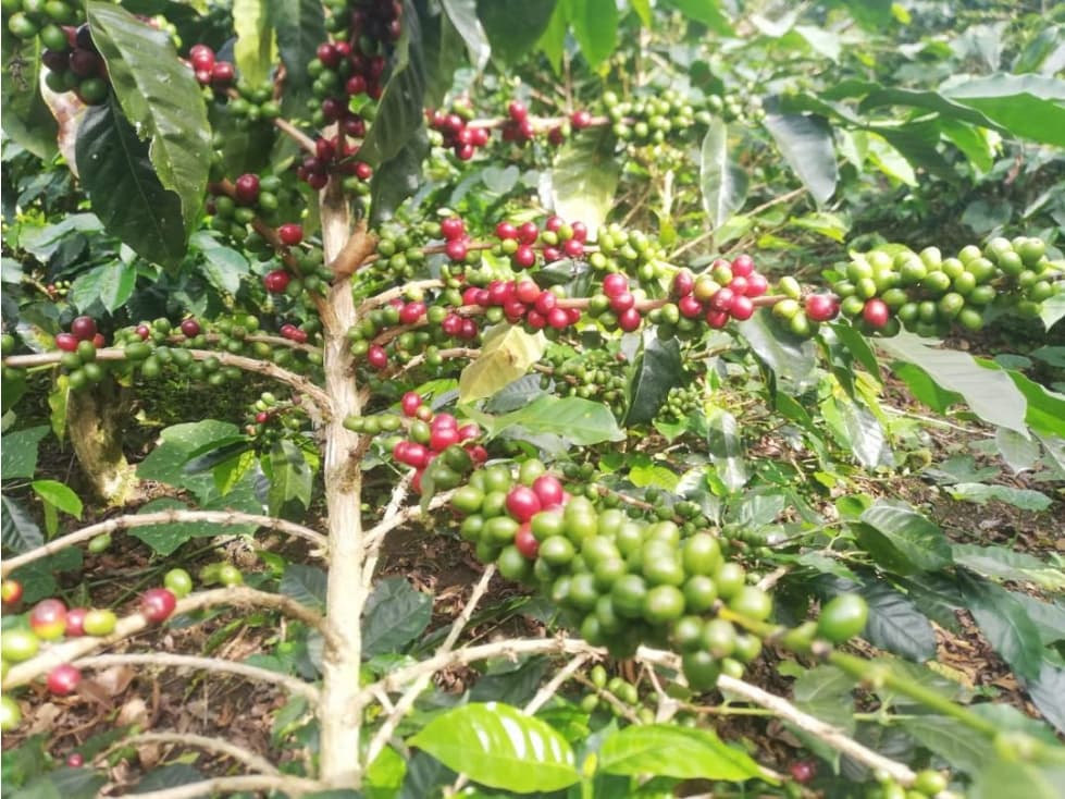 Finca productiva en venta Ceilán, Tuluá (Valle del Cauca) - 1