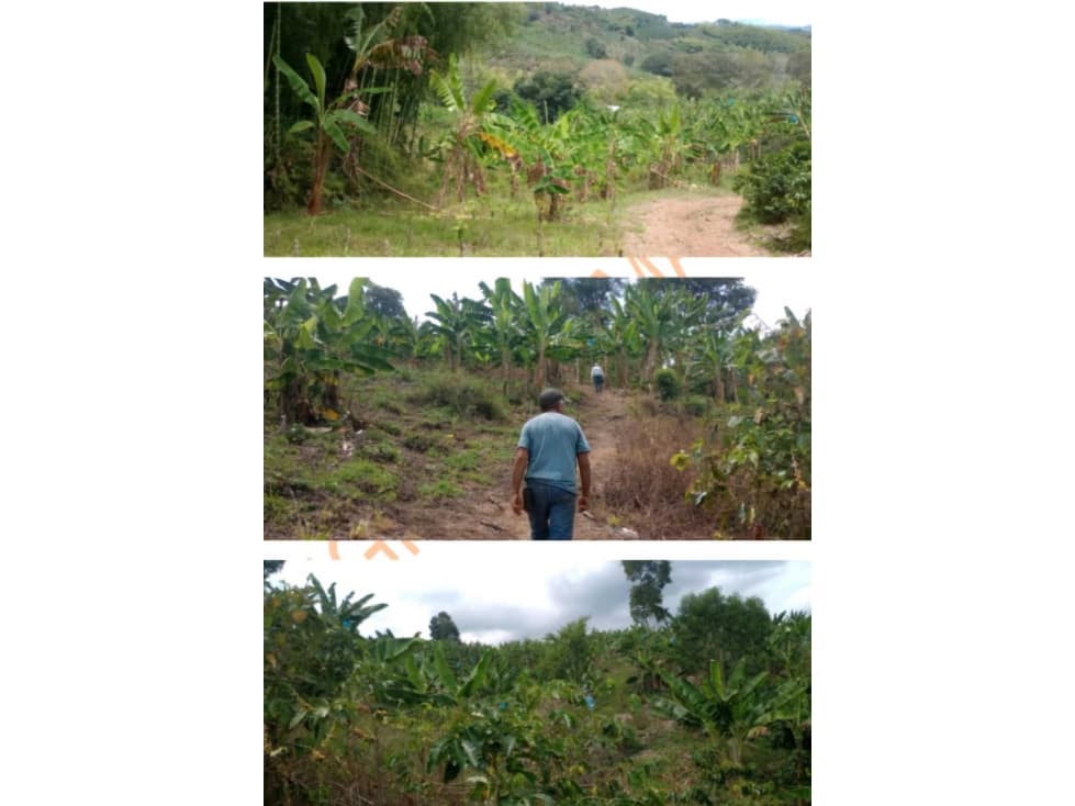 FINCA PRODUCTIVA MUY BIEN UBICADA EN.SEVILLA.VÍA A CAICEDONIA - 1