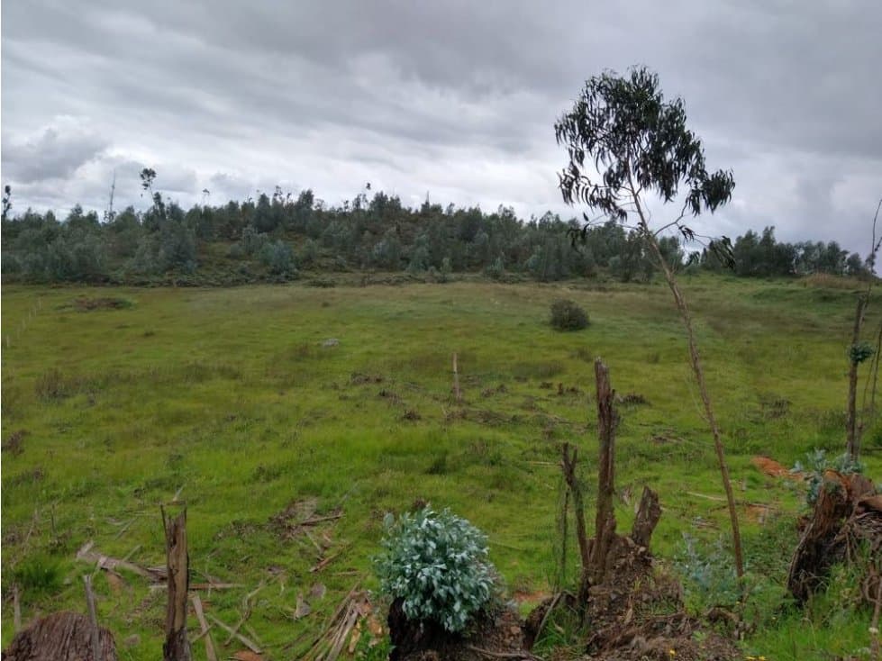 Finca ubicada en el Municipio de Santa Sofía Boyaca 12.5 hectareas - 1
