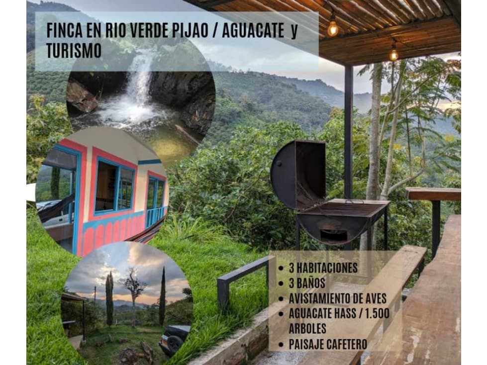 FINCA XERCA A PIJAO CON AGUACATE, TURISMO ! - 1