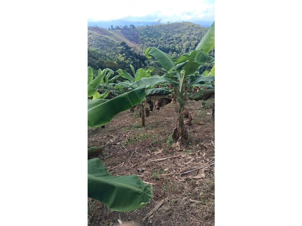 LOTE EN VENTA DAGUA VALLE VEREDA VILLA HERMOSA - 1