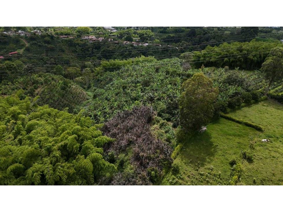 Se vende finca de 9 cuadras sector hojas anchas circasia - 1