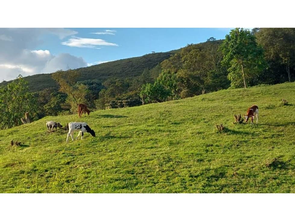 SE VENDE FINCA EN GENOVA QUINDIO - 1