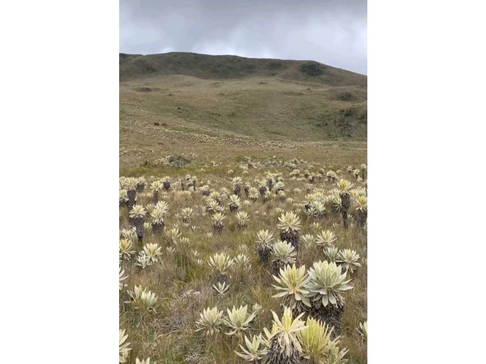 Se vende finca para turismo. Conservación para el gobierno y compensac - 1