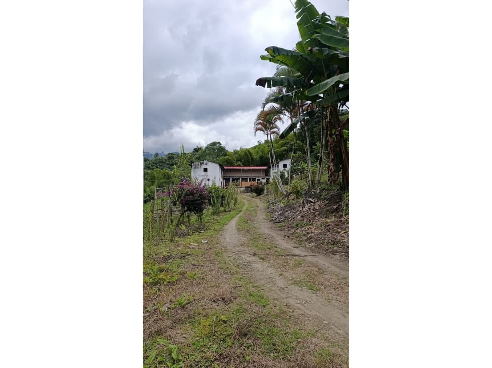 SE VENDE FINCA PRODUCTIVA EN QUEBRADANEGRA - 1