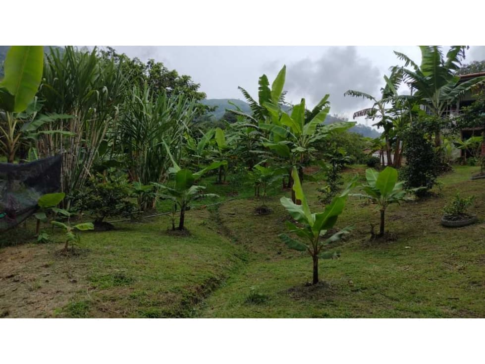 VENDÓ CASA FINCA EN AMAGA ANTIOQUIA - 1