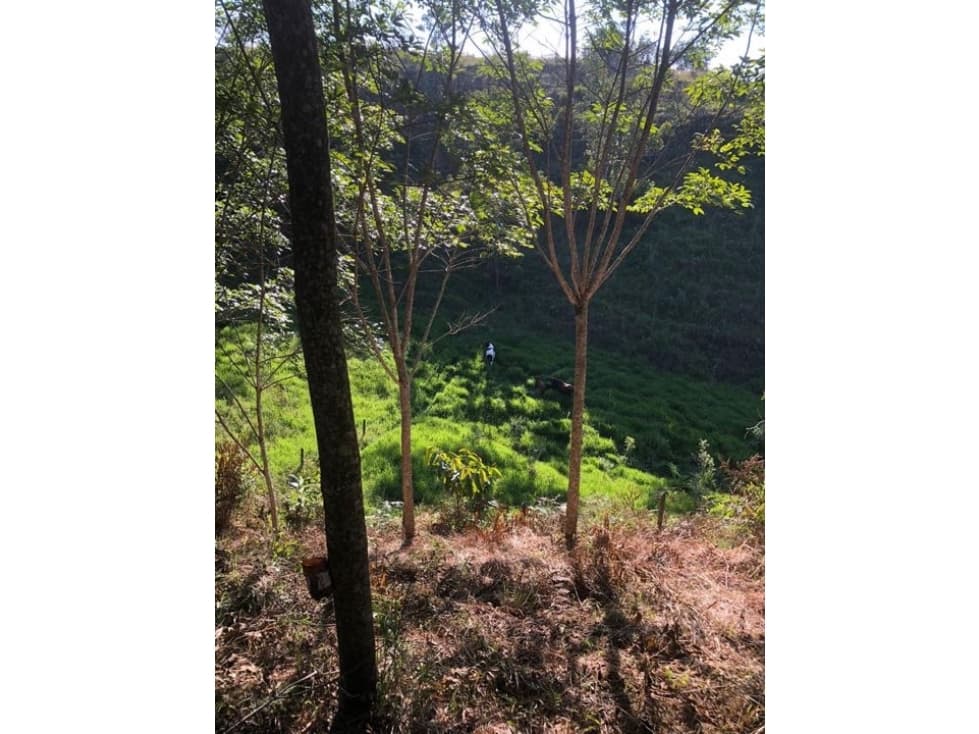 Vendo lotes entre la vía Victoria Caldas - Samana - 1