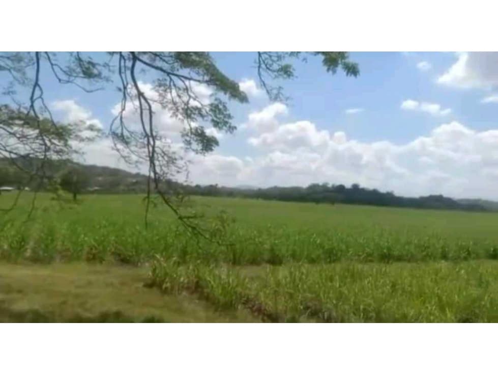 Venta de finca cañera cerca a La Victoria Valle del Cauca - 1