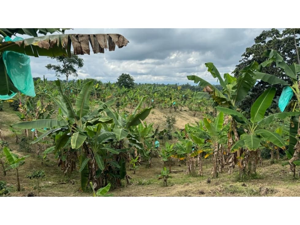 VENTA DE FINCA VEREDA NARANJAL QUIMBAYA QUINDÍO ADAPTABLE PARA TURISMO - 1