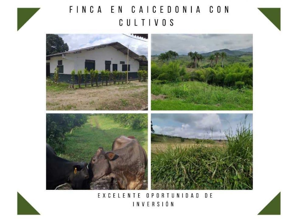 VENTA DE GRANDE FINCA EN CAICEDONIA REF 4821 - 1