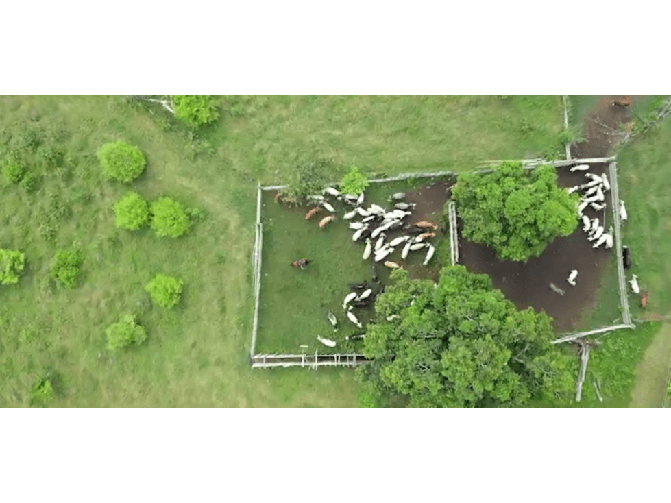 SE VENDE FINCA EN PAZ DE ARIPORO CASANARE - 1