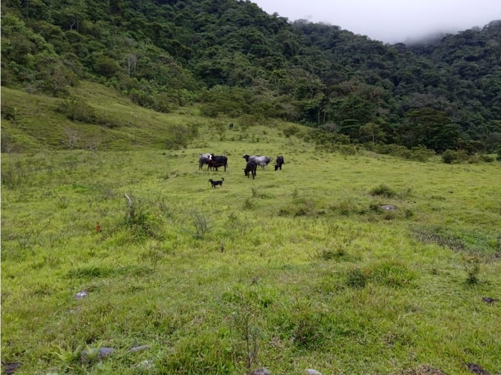 Finca para Uso Ganadero o Agrícola en Pueblo Rico Risaralda - 1