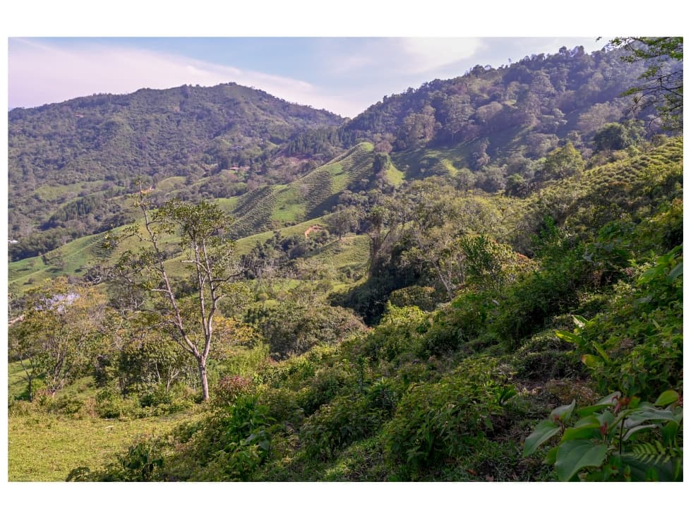 LOTE VIVIANA SASAIMA - 1