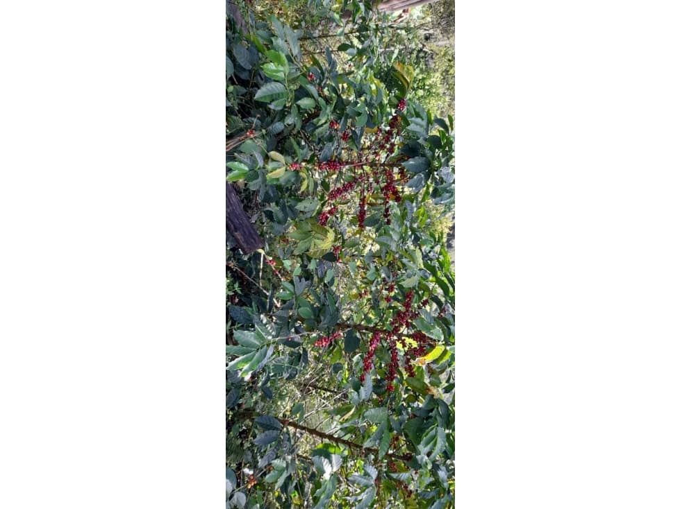 FINCA CAFETERA EN PAMPLONITA - 1