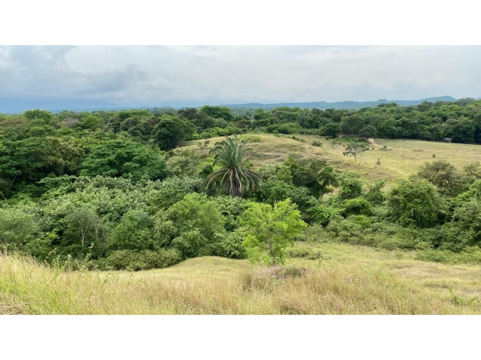 VENTA PREDIO VENADILLO TOLIMA - 1