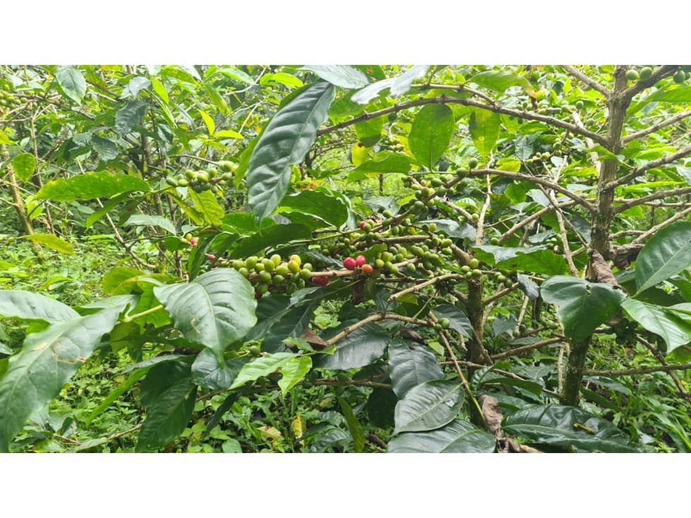 LOTE  CAFICULTOR SAN ANTONIO DEL TEQUENDAMA - 1