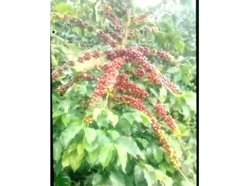 GRAN FINCA CAFETERA EN SABALETAS MONTEBELLO - 1