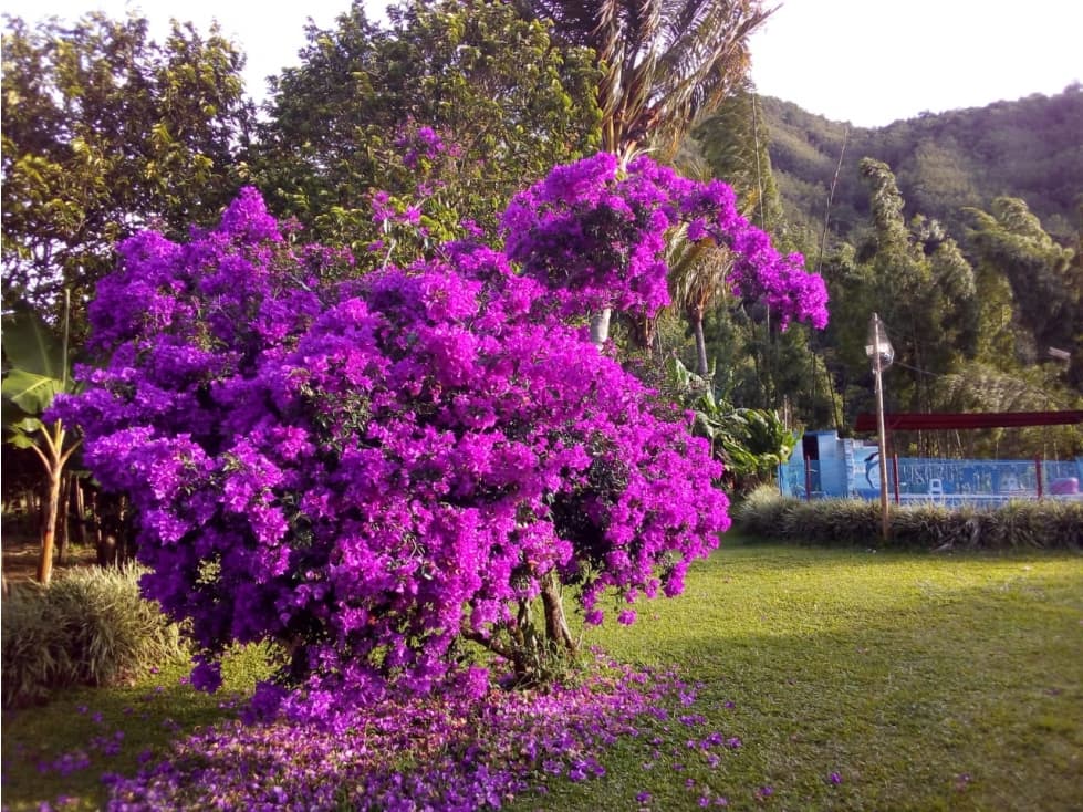 VENTA DE HOTEL CAMPESTRE EN BELEN DE UMBRÍA RISARALDA - 1