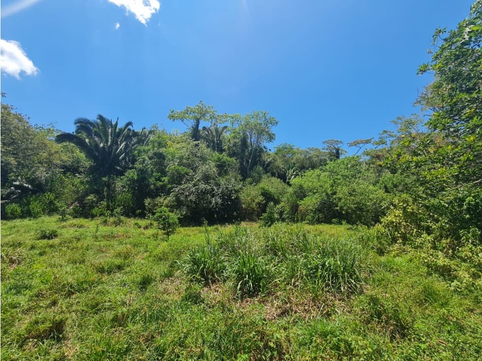 VENDO FINCA GANADERA 264 Has (para hacerla) POR LA DORADA - 1