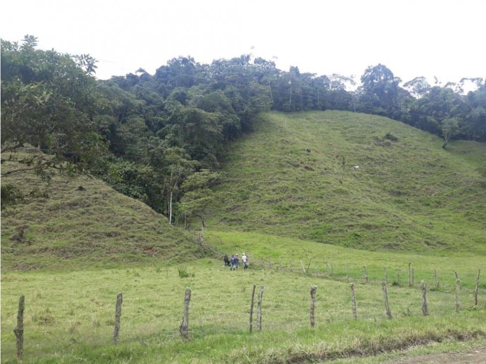 VENDO FK 400 CUADRAS APTAS PARA HASS PUEBLO RICO (Risaralda) - 1